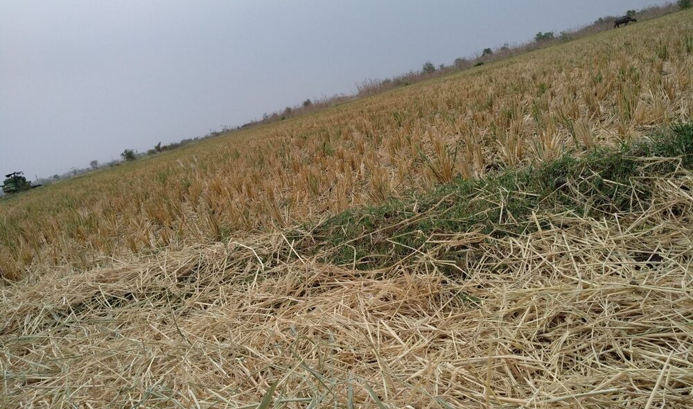 Danni causati da eventi climatici alle colture agricole