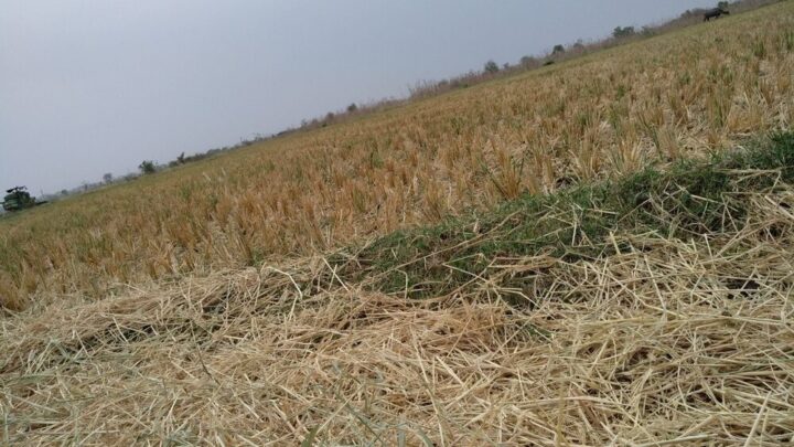 Danni causati da eventi climatici alle colture agricole