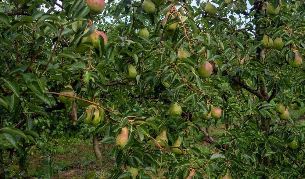 Pere italiane pronte per l'export