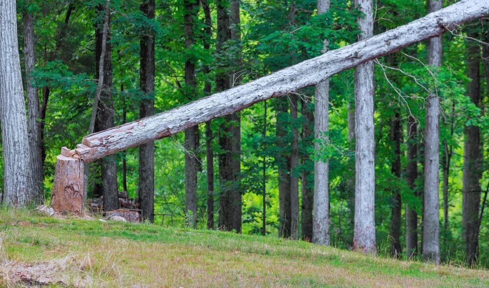 Pannelli in legno