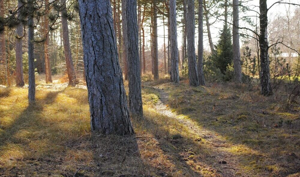 Foreste in Italia