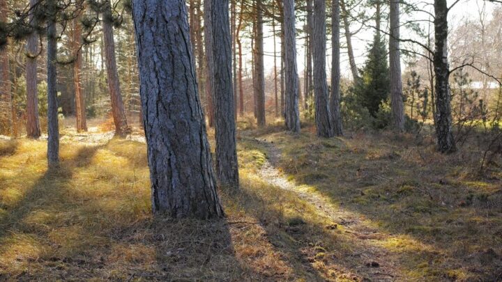 Foreste in Italia